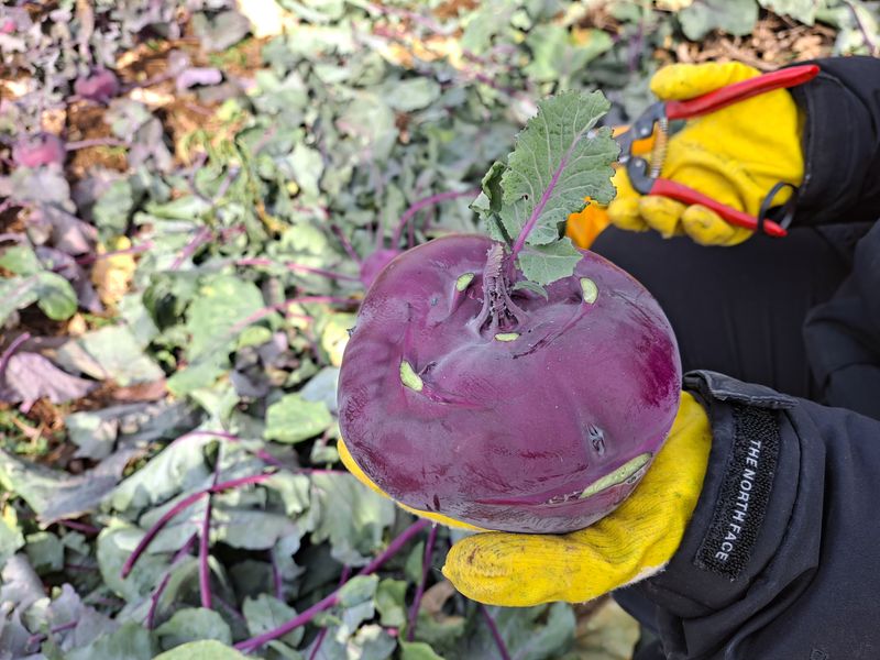 미쁨농원 님의 장터 판매 상품 [건강을 생각한다면 콜라비가 최고10kg] 첨부 사진