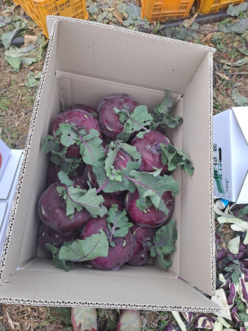 미쁨농원 님의 장터 판매 상품 [건강을 생각한다면 콜라비가 최고10kg] 첨부 사진