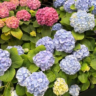 부성농원님의 농기계정보 · 자유게시판 작성글 사진