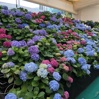 부성농원님의 농기계정보 · 자유게시판 작성글 사진