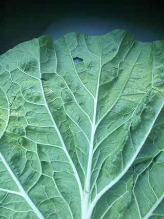 팔공농님의 배추 · 병해충상담 작성글 사진