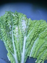 팜모닝 배추·병해충상담 게시글 이미지