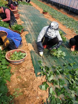 강행원님의 고구마 · 자유게시판 작성글 사진