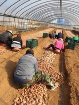 팜모닝 고구마·자유게시판 게시글 이미지