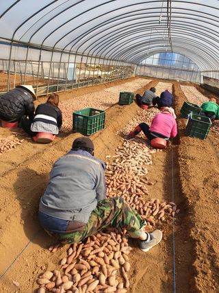 강행원님의 고구마 · 자유게시판 작성글 사진