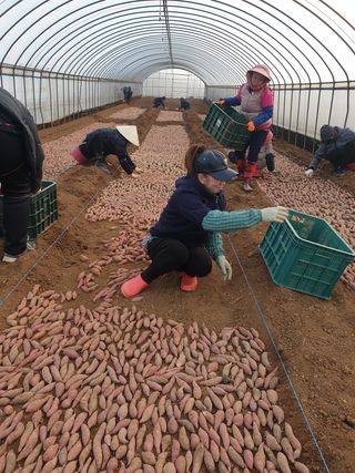 강행원님의 고구마 · 자유게시판 작성글 사진