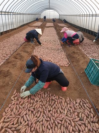 강행원님의 고구마 · 자유게시판 작성글 사진