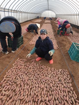 강행원님의 고구마 · 자유게시판 작성글 사진