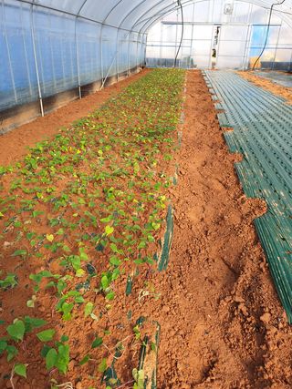 강행원님의 고구마 · 자유게시판 작성글 사진