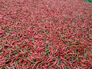 알 수 없음님의 고추 · 일상 작성글 사진