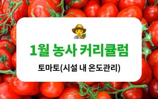 토마토 농사도우미님의 토마토 · 생장기 농작업 작성글 사진