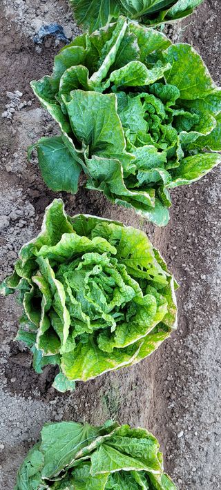 참농부님의 배추 · 병해충상담 작성글 사진