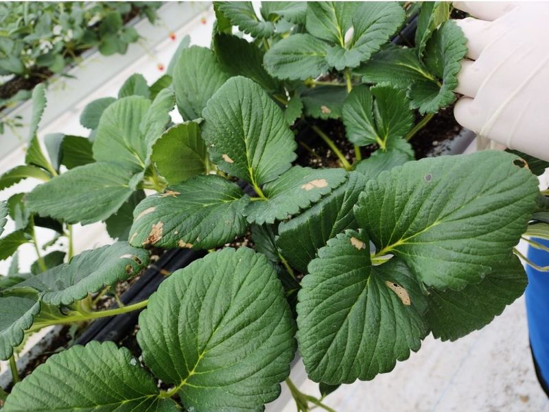 장터 상품 [딸기 테스트] 썸네일