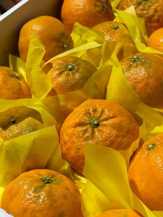 김진님의 귤 · 시세•판로 작성글 사진