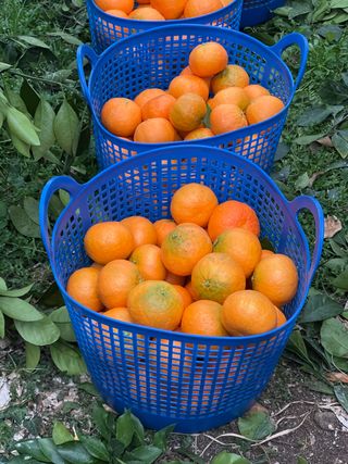 김진님의 귤 · 시세•판로 작성글 사진