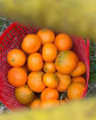 김진님의 귤 · 시세•판로 작성글 사진