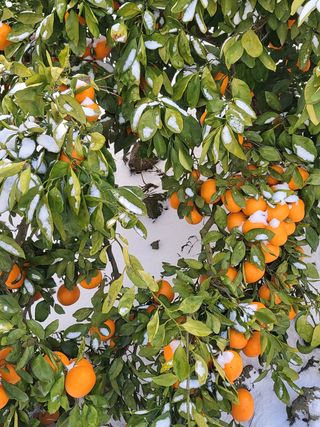 팜모닝회원백현선님의 귤 · 수확 작성글 사진