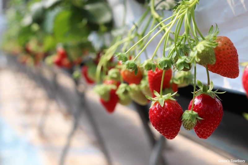 장터 상품 [테스트 딸기 (판매불가)] 썸네일