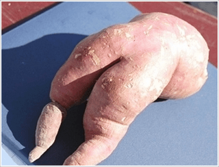 알 수 없음님의 고구마 · 자유게시판 작성글 사진