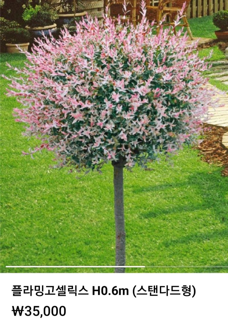 장터 상품 [플라 밍고 쎌릭스 판막] 썸네일