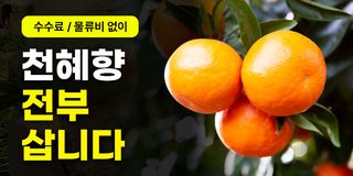 ee410a01-a1a0-4d34-b211-e598d1b2ea42님의 귤 · 일상 작성글 사진