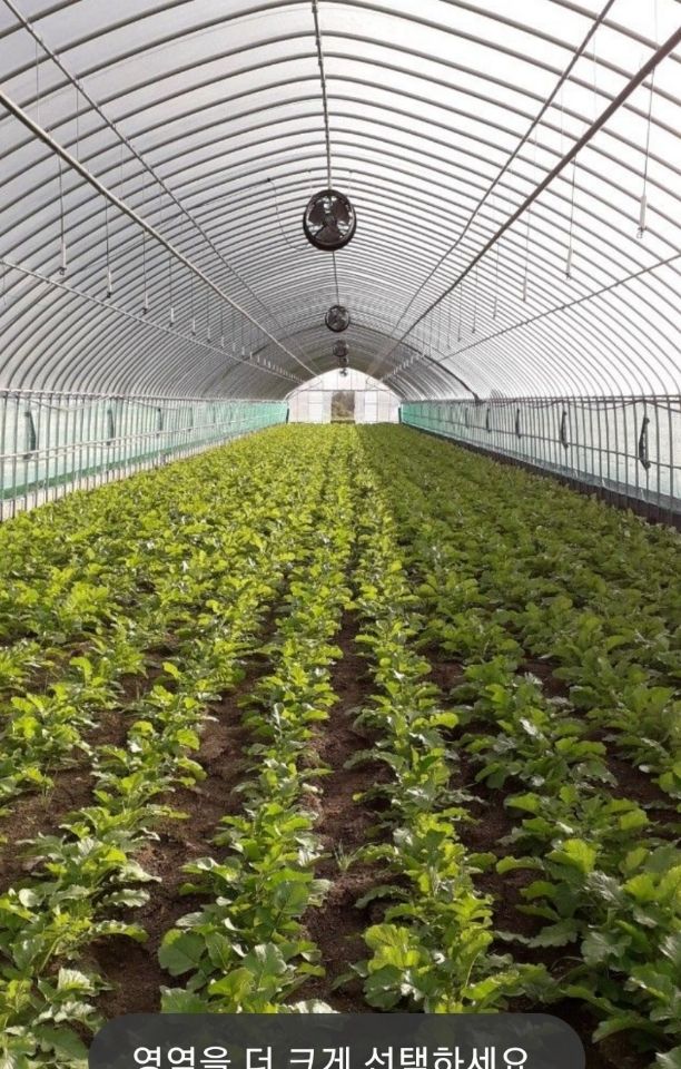 한광석님의 장터 판매 상품 [강원도 양구 신래기1kg(박스)] 첨부 사진