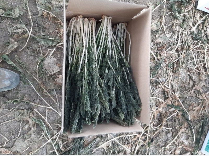 한광석님의 장터 판매 상품 [강원도 양구 신래기1kg(박스)] 첨부 사진