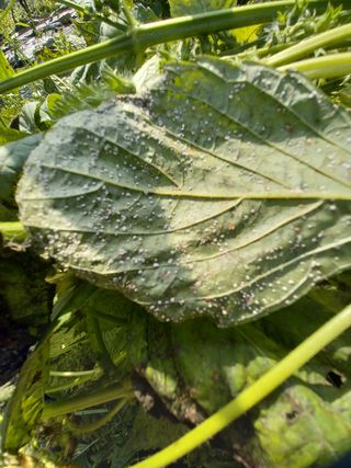 송종준님의 기타작물 · 병해충상담 작성글 사진