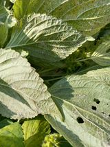 팜모닝 기타작물·병해충상담 게시글 이미지