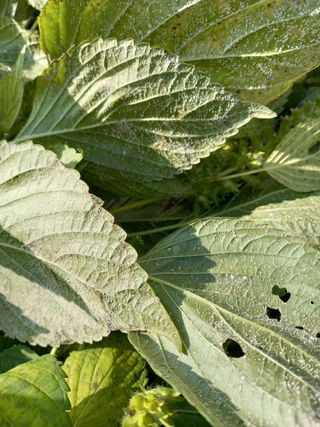 송종준님의 기타작물 · 병해충상담 작성글 사진