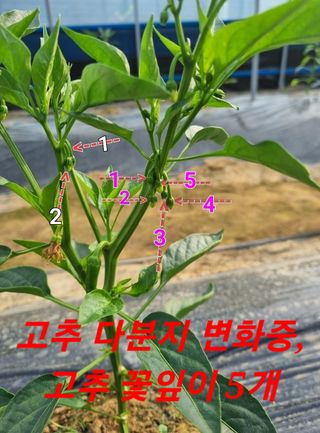 블루벨.님의 고추 · 일상 작성글 사진