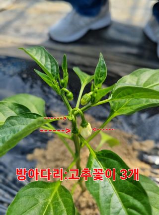 블루벨.님의 고추 · 일상 작성글 사진