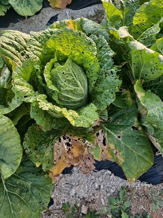 식당농부님의 배추 · 병해충상담 작성글 사진