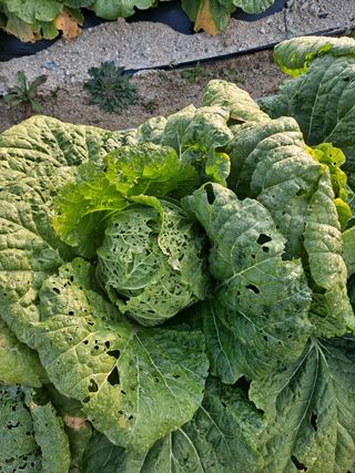 식당농부님의 배추 · 병해충상담 작성글 사진