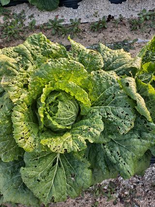 식당농부님의 배추 · 병해충상담 작성글 사진