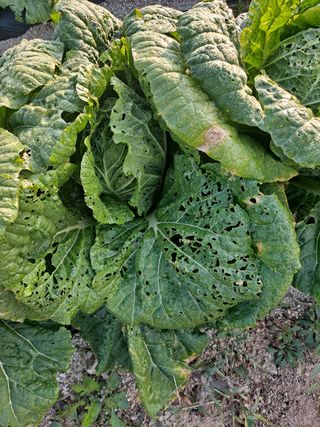 식당농부님의 배추 · 병해충상담 작성글 사진