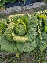 팜모닝 배추·병해충상담 게시글 이미지