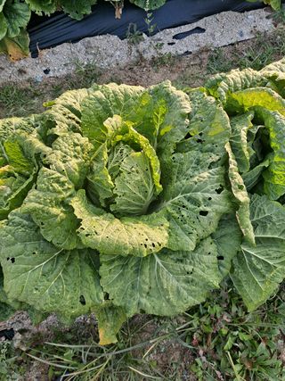 식당농부님의 배추 · 병해충상담 작성글 사진