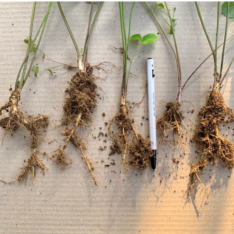 이기자원예종묘님의 장터 판매 상품 [바디나물(연삼) 종근 5개] 첨부 사진