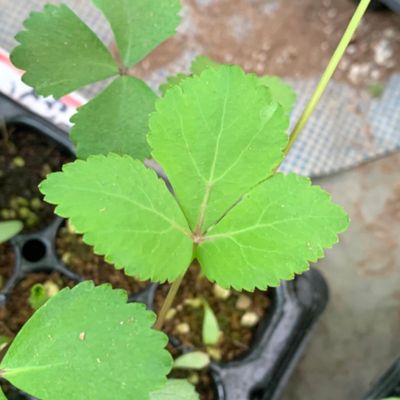 이기자원예종묘님의 장터 판매 상품 [바디나물(연삼) 종근 5개] 첨부 사진