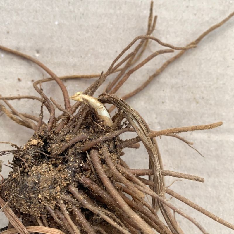 장터 상품 [다수확곰취 종근 5개] 썸네일