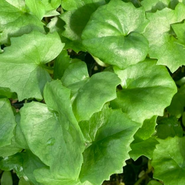 이기자원예종묘님의 장터 판매 상품 [다수확곰취 종근 5개] 첨부 사진