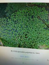 팜모닝 벼·병해충상담 게시글 이미지