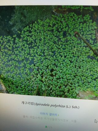 한농민님의 벼 · 병해충상담 작성글 사진