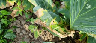 제주초보농업인님의 양배추 · 병해충상담 작성글 사진