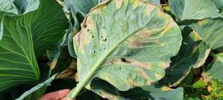 제주초보농업인님의 양배추 · 병해충상담 작성글 사진