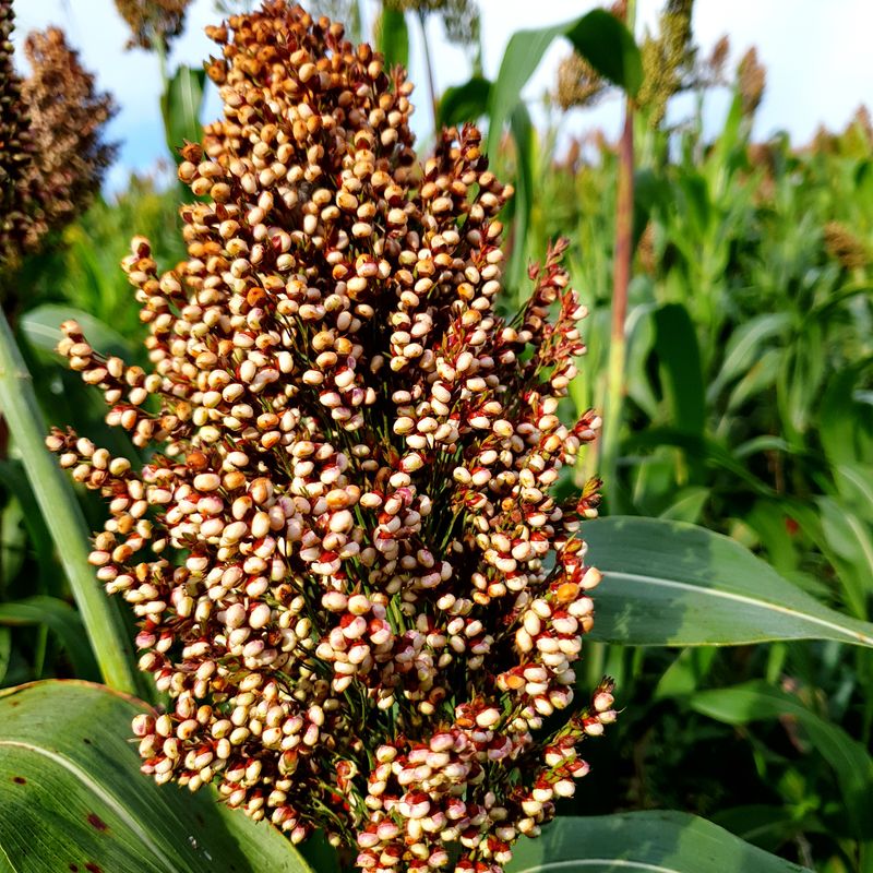 장터 상품 [찰 수수쌀 (판매완료)] 썸네일