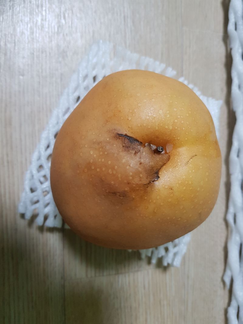 장터 상품 [배 15kg] 썸네일