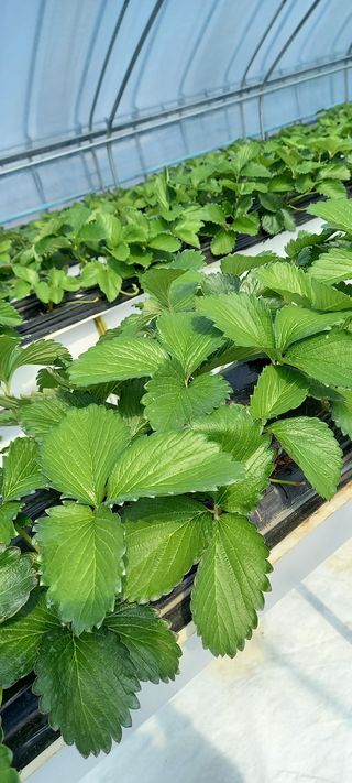 원심님의 딸기 · 병해충상담 작성글 사진