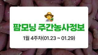 고구마 농사도우미님의 고구마 · 농사길잡이 작성글 사진